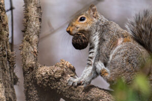 Squirrels stir up morning routine